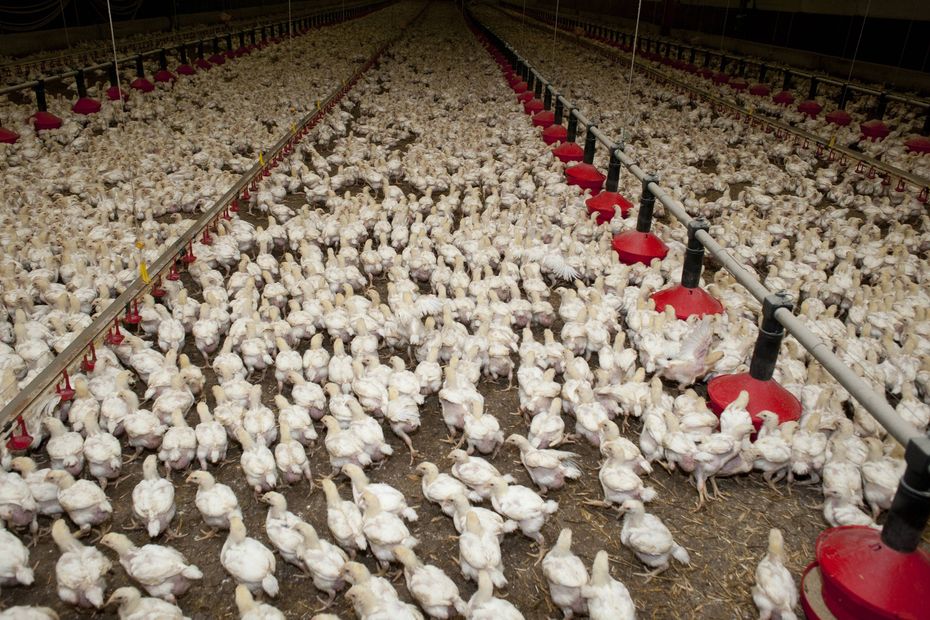 Menacé, le maire de Peyrins déplace une manifestation du parti animaliste contre le projet d’un super-élevage d’un million de poulets
